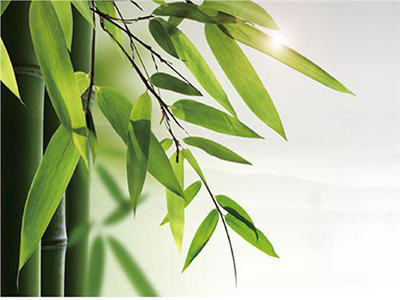 principali sforzi congiunti A promuovere lo sviluppo Of L'industria del bambù